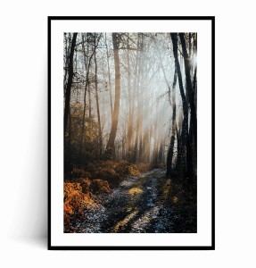 Plakat PROMIENIE SŁOŃCA W LESIE no.1
