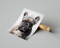 Plakat BULDOG W CZAPCE t.jpg