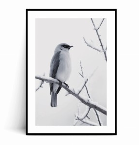 Plakat MINIMALISTYCZNY ZIMOWY BIAŁY PTAK NA GAŁĘZI  czarno biały