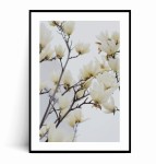 Plakat BIAŁE MAGNOLIE