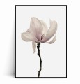 Plakat MINIMALISTYCZNA MAGNOLIA.jpg