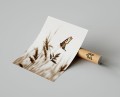 Plakat MOTYL Boho T.jpg