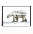 Plakat NIEDŹWIEDŹ POLARNY no.5 poziomy.jpg