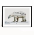 Plakat NIEDŹWIEDŹ POLARNY no.5 z marginesem poziomy.jpg