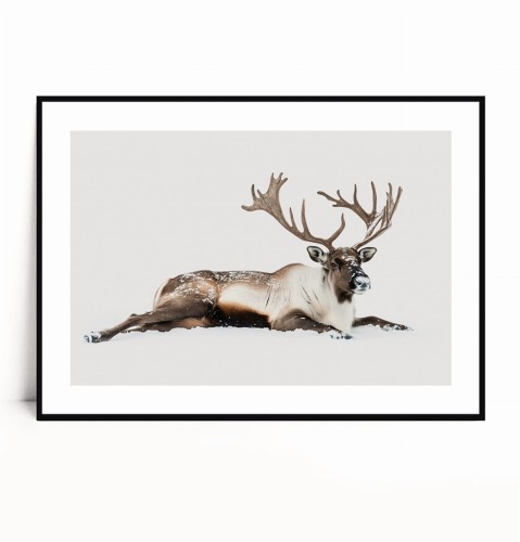 Plakat RENIFER W ŚNIEGU poziomy z marginesem.jpg