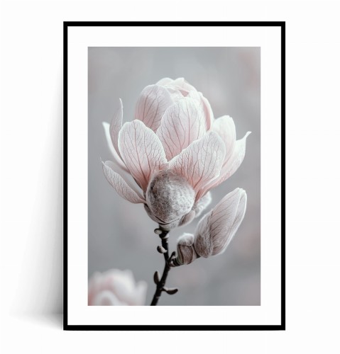 Plakat DELIKATNA MAGNOLIA z marginesem