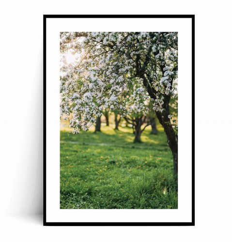 Plakat WIOSENNA JABŁOŃ W SADZIE no.1 z marginesem.jpg