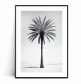 Plakat MINIMALISTYCZNA PALMA z marginesem.jpg