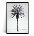 Plakat MINIMALISTYCZNA PALMA.jpg