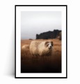 Plakat ISLANDIA Owca no.1 z marginesem.jpg