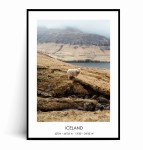 Plakat ISLANDIA Owca 