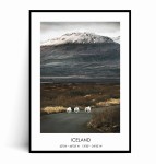 Plakat ISLANDIA Owce na drodze