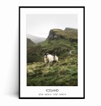 Plakat ISLANDIA Owce no.1