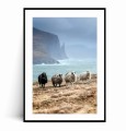 Plakat ISLANDIA Owce no.2 z marginesem.jpg