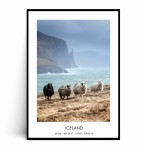 Plakat ISLANDIA Owce no.2