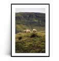Plakat ISLANDIA Owce no.3 z marginesem.jpg