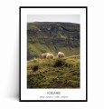 Plakat ISLANDIA Owce no.3 z napisem.jpg
