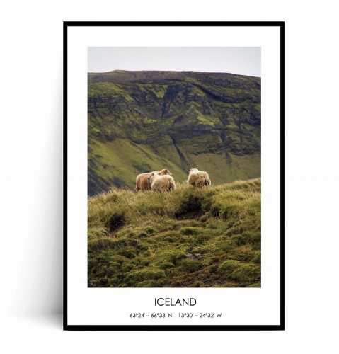 Plakat ISLANDIA Owce no.3 z napisem.jpg