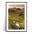 Plakat ISLANDIA Owce z marginesem.jpg