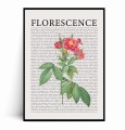 Plakat FLORESCENCE  Kwiaty Vintage No.2.jpg