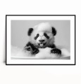 Plakat UROCZA PANDA W WANNIE czarno biały poziomy z marginesem.jpg