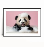 Plakat UROCZA PANDA W WANNIE poziomy 