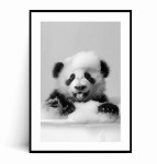 Plakat UROCZA PANDA W WANNIE czarno biały
