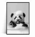 Plakat UROCZA PANDA W WANNIE czarno biały.jpg