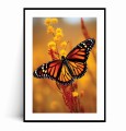 Plakat JESIENNY POMARAŃCZOWY MOTYL z marginesem.jpg