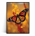 Plakat JESIENNY POMARAŃCZOWY MOTYL.jpg