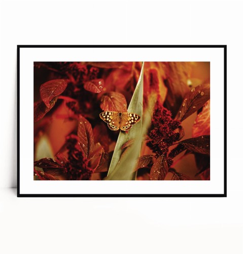 Plakat MOTYL W CZERWONYCH KWIATACH poziomy z marginesem.jpg