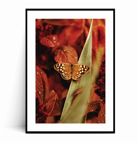 Plakat MOTYL W CZERWONYCH KWIATACH z marginesem.jpg