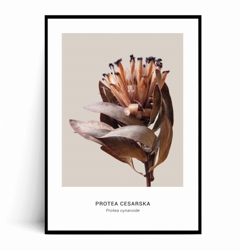 Plakat PROTEA CESARSKA.jpg