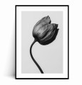 Plakat MINIMALISTYCZNY CZARNO BIAŁY TULIPAN z marginesem.jpg