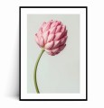 Plakat RÓŻOWY KWIAT no.1 z marginesem.jpg