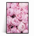 Plakat RÓŻOWE PIWONIE no.4.jpg