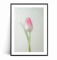 Plakat RÓŻOWY TULIPAN W KROPLACH DESZCZU z marginesem
