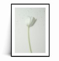 Plakat BIAŁY TULIPAN W KROPLACH DESZCZU z marginesem