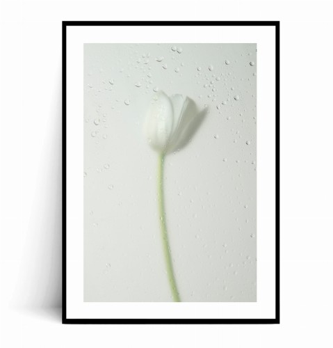 Plakat BIAŁY TULIPAN W KROPLACH DESZCZU z marginesem