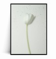 Plakat BIAŁY TULIPAN W KROPLACH DESZCZU