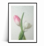 Plakat TULIPANY W KROPLACH DESZCZU 