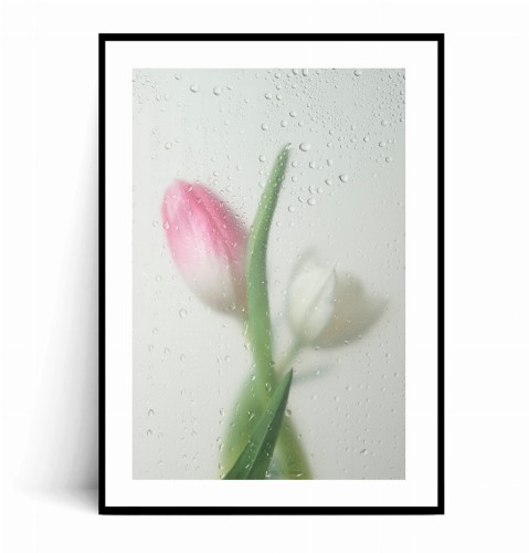 Plakat TULIPANY W KROPLACH DESZCZU z marginesem