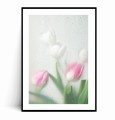 Plakat TULIPANY W KROPLACH DESZCZU no.1 z marginesem