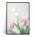 Plakat TULIPANY W KROPLACH DESZCZU no.1