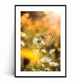 Plakat ZŁOTY MOTYL NA STOKROTCE - SIELSKI OGRÓD z marginesem