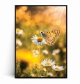 Plakat ZŁOTY MOTYL NA STOKROTCE - SIELSKI OGRÓD