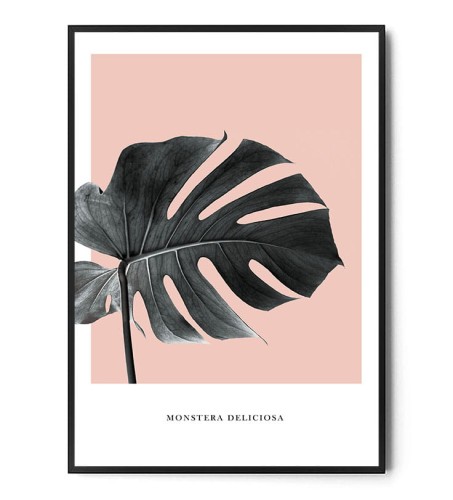 Plakat MONSTERA DELICIOSA