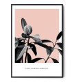 Plakat FICUS ELASTICA