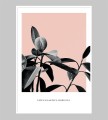 Plakat FICUS ELASTICA