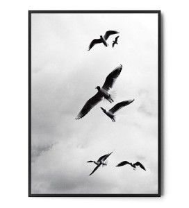 Plakat PTAKI